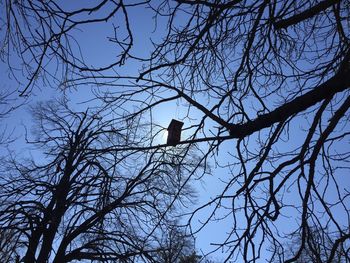 Low angle view of birds perching on branch