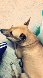 High angle view of dog resting on floor