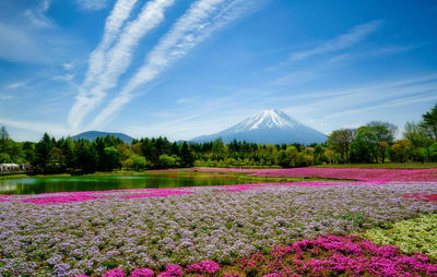 Scenic view of pink and purple flowers against sky