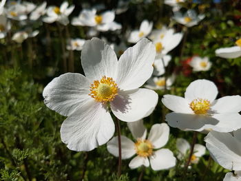 Close-up of white flowers blooming outdoors