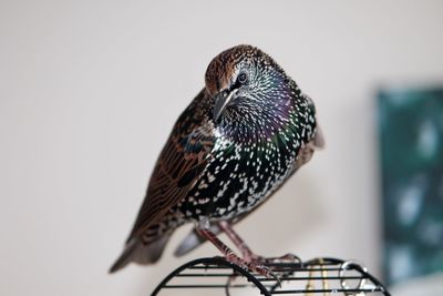 Close-up of a bird