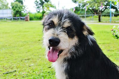 Close-up portrait of dog on field