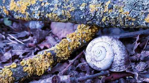 Close-up of shells on rock