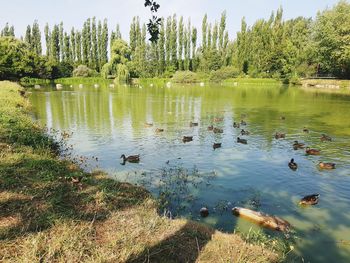 Flock of birds in lake