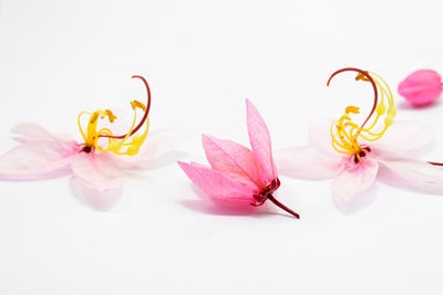 Close-up of pink flower over white background