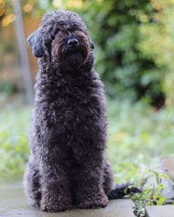 Close-up portrait of dog sitting outdoors