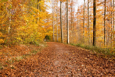 Trees in forest during autumn