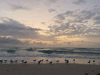 Flock of birds on beach