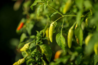 Close-up of green chili peppers plant