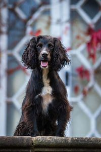 Close-up portrait of black dog