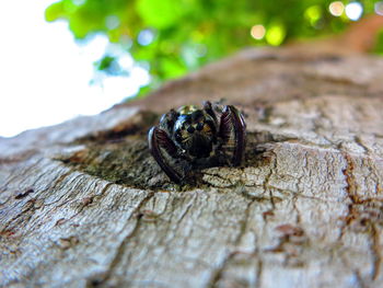 Close-up of insect on tree trunk