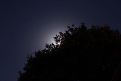 Low angle view of silhouette tree against clear sky at night