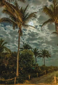 Palm trees against sky