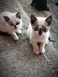 Portrait of cats on floor