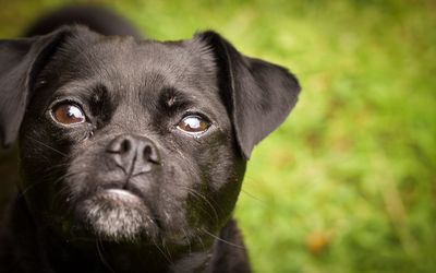 Close-up portrait of black puppy