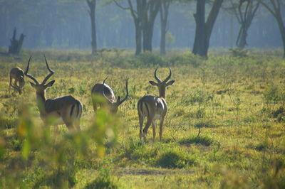 Horses on field in forest