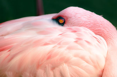 Close-up of a bird