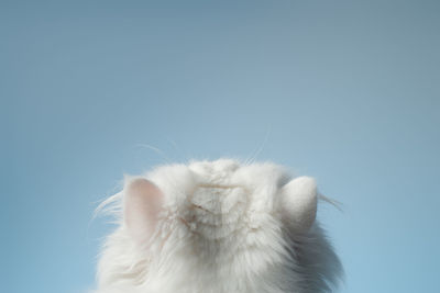 Close-up of a cat against blue background