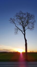 Silhouette bare tree on field against sky at sunset