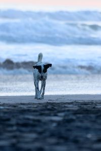 Canino pasea por playa de el salvador