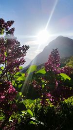 Scenic view of purple flowering plants against sky on sunny day