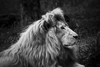 Close-up of lion on field