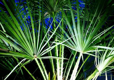 Close up of leaves