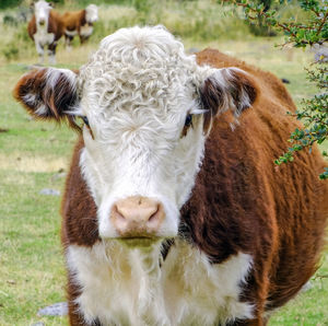 Close-up portrait of cow on field