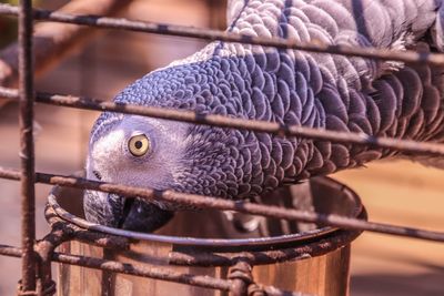 Close-up of african parrot in cage