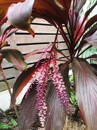 Close-up of pink flowers hanging on tree