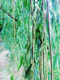 Close-up of plants