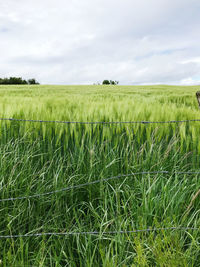 Scenic view of agricultural field against sky