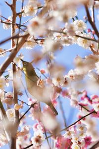 Low angle view of cherry blossoms in spring