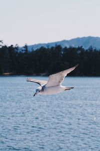 Bird flying over the sea