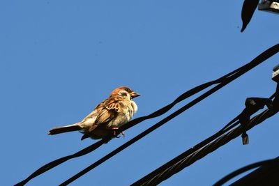 Low angle view of bird perching on the sky