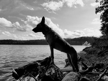 Dog standing in sea against sky