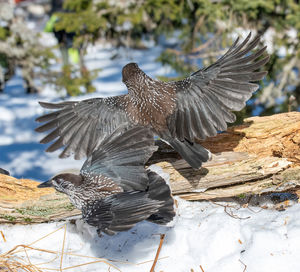 Birds flying in the tree