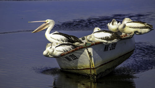 Pelican on lake