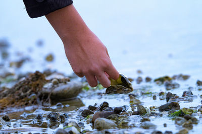 Cropped image of hand holding seashell at beach