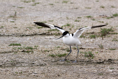 Bird flapping wings on field