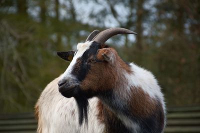 Wildpark johannismühle