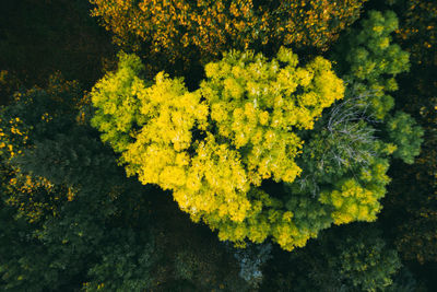 High angle view of yellow flowering plants