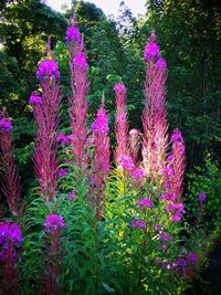 Purple flowers blooming outdoors