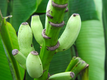 Bunch of fresh green baby bananas on stalk on the tree 