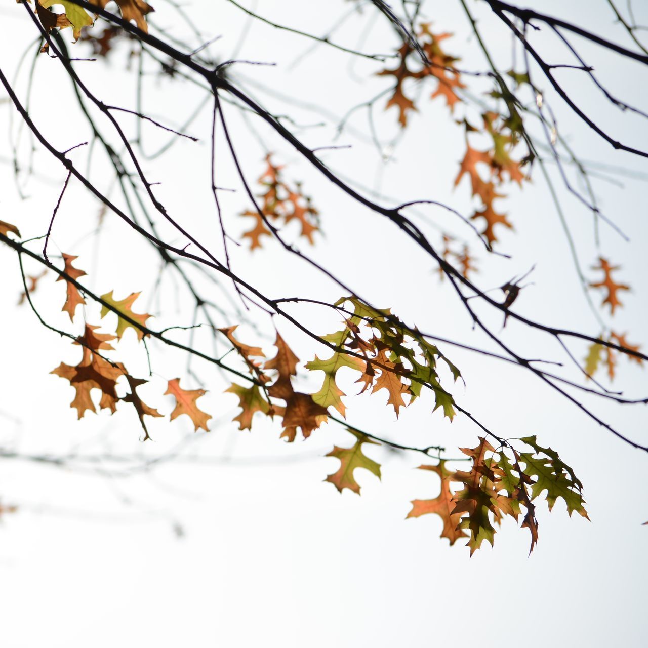 branch, tree, leaf, growth, low angle view, nature, twig, close-up, beauty in nature, focus on foreground, season, clear sky, tranquility, day, outdoors, autumn, no people, plant, selective focus, sky