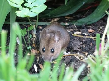 High angle view of rat on field