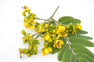 Close-up of yellow flowering plant against white background