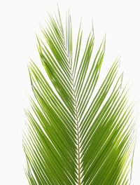 Close-up of palm tree leaves against white background