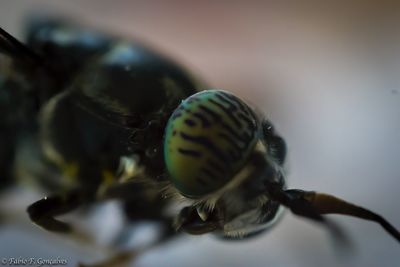 Close-up of insect