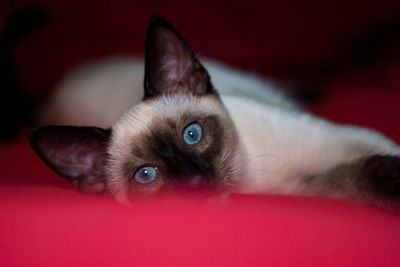 Beautiful siamese cat laying on a red blanket